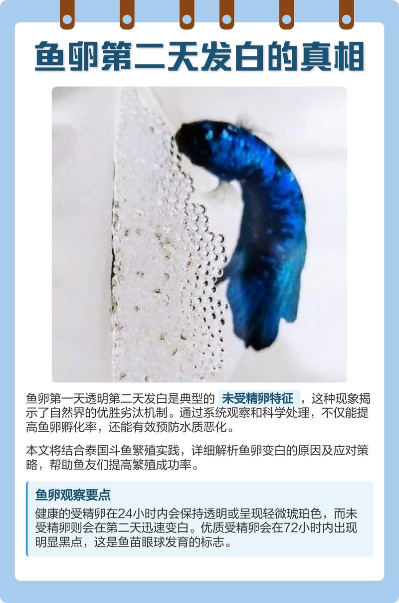 防止魚卵發白的有效方法 防止魚卵發白的有效方法 龍魚論壇 第1張