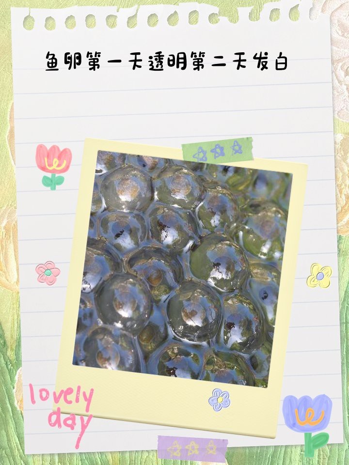 防止魚卵發白的有效方法 防止魚卵發白的有效方法 龍魚論壇 第2張