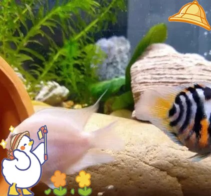防止魚卵發白的有效方法 防止魚卵發白的有效方法 龍魚論壇 第4張