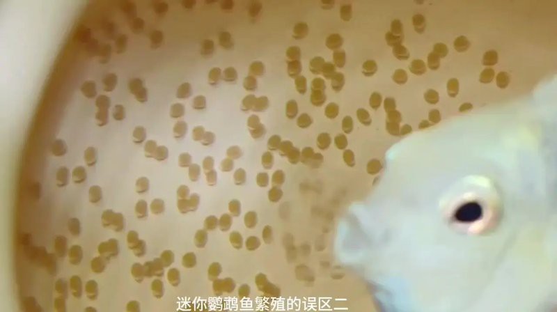 防止魚卵發白的有效方法 防止魚卵發白的有效方法 龍魚論壇 第3張
