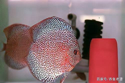 防止魚卵發白的有效方法 防止魚卵發白的有效方法 龍魚論壇 第7張
