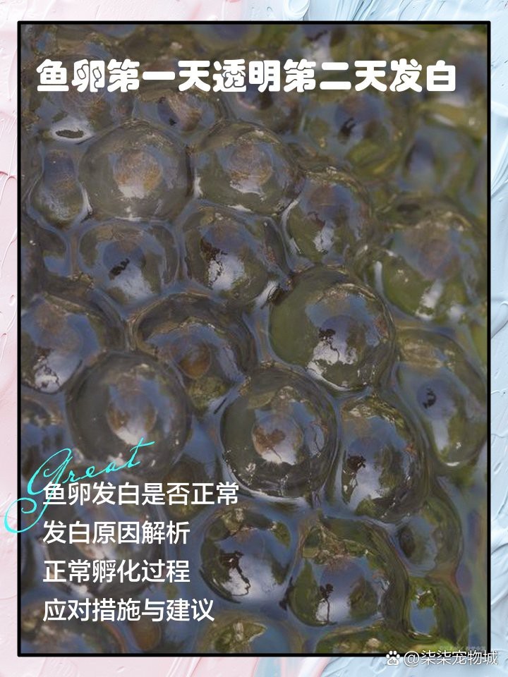 防止魚卵發白的有效方法 防止魚卵發白的有效方法 龍魚論壇 第6張