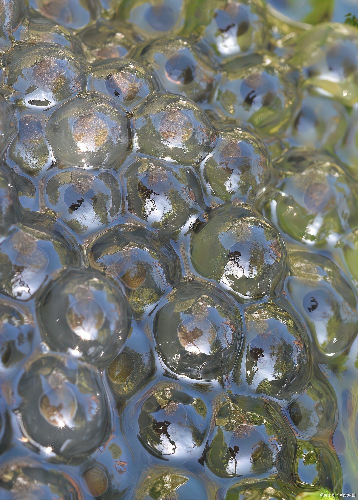 防止魚卵發白的有效方法 防止魚卵發白的有效方法 龍魚論壇 第8張