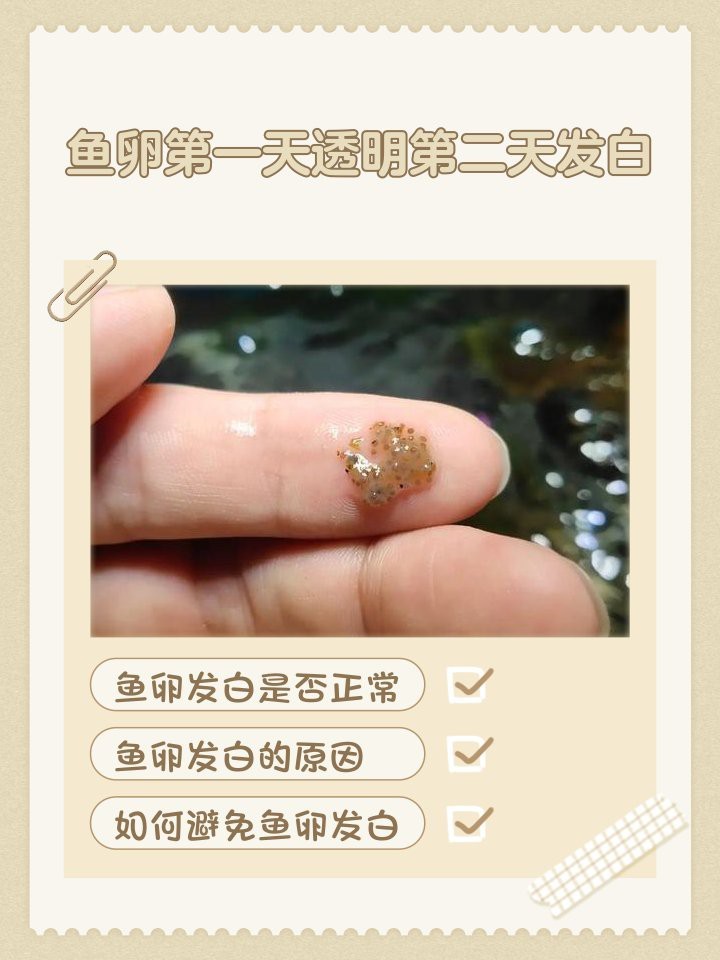 防止魚卵發白的有效方法 防止魚卵發白的有效方法 龍魚論壇 第10張