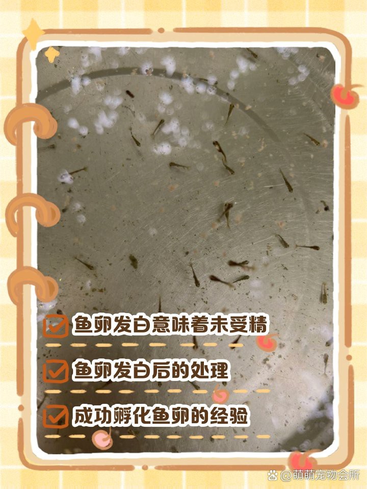 防止魚卵發白的有效方法 防止魚卵發白的有效方法 龍魚論壇 第11張