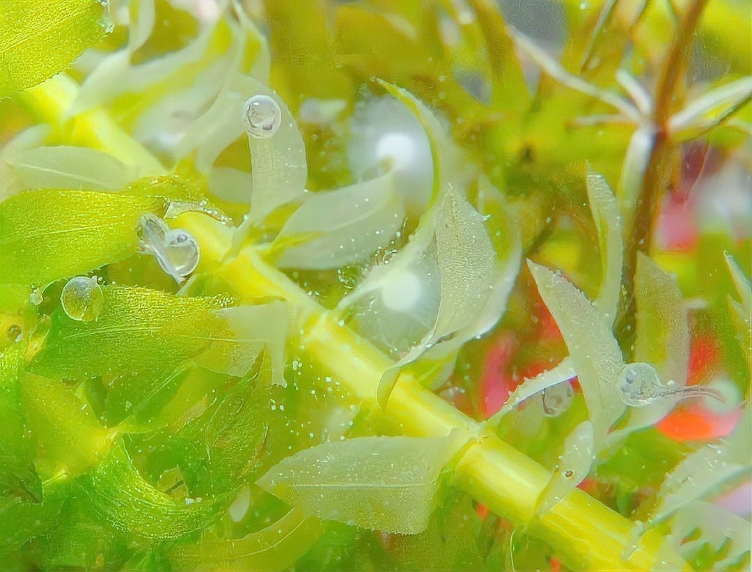 防止魚卵發白的有效方法 防止魚卵發白的有效方法 龍魚論壇 第9張