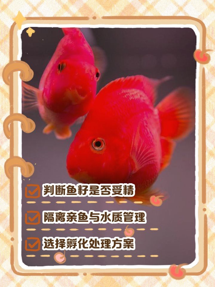 防止魚卵發白的有效方法 防止魚卵發白的有效方法 龍魚論壇 第13張