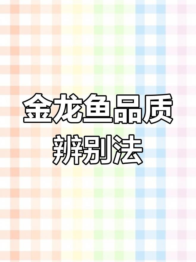 金龍魚b過和過背區別
