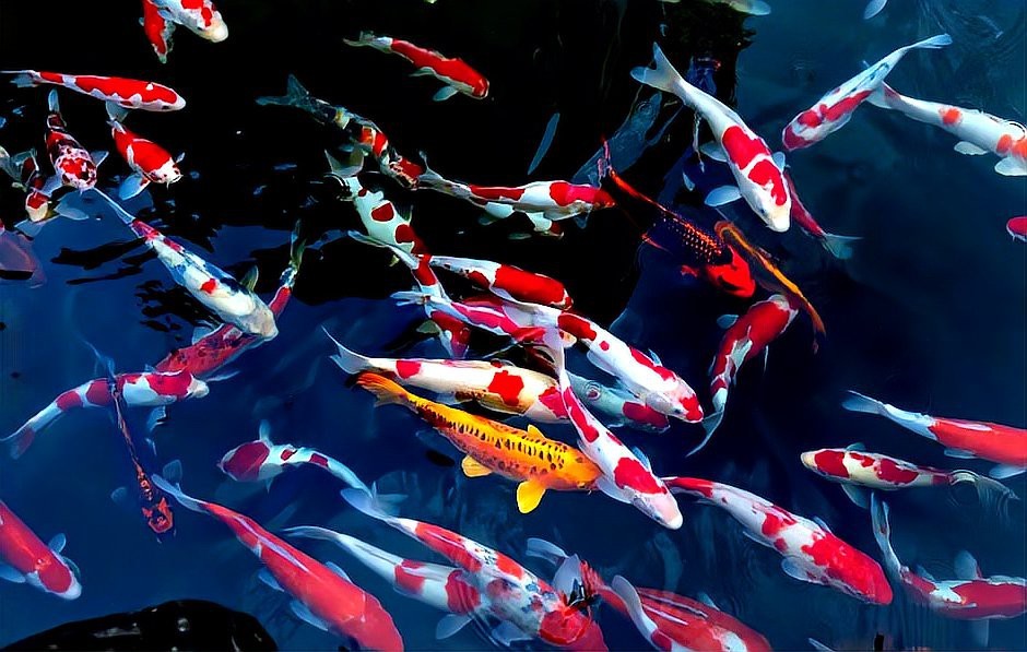 龍魚擺件頭朝向的寓意