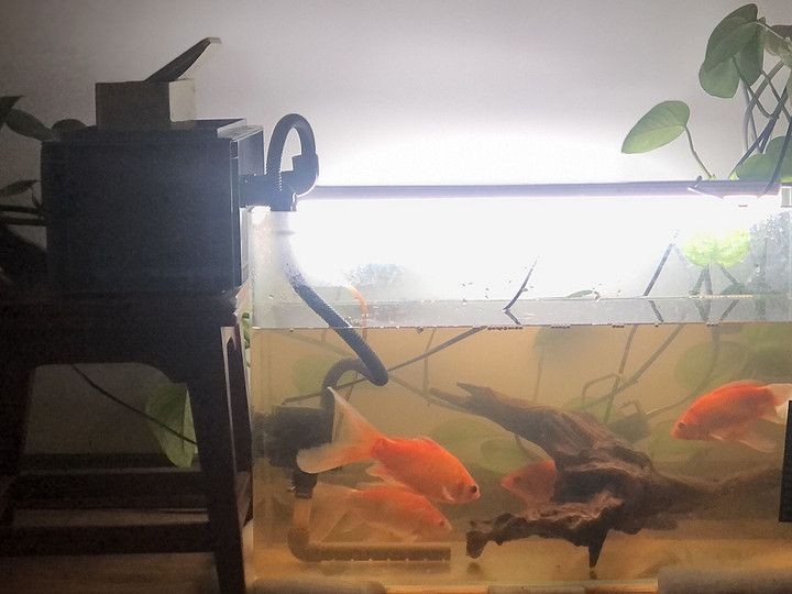 意牌魚缸屬于什么檔次：意牌魚缸在檔次上可以被視為中高檔次的品牌嗎？