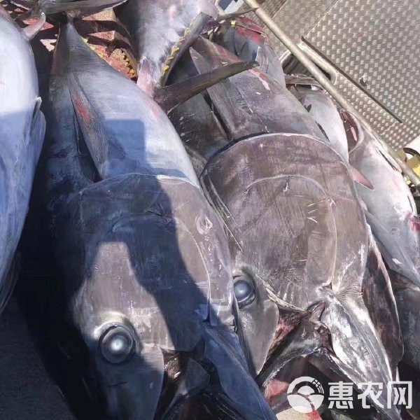 藍(lán)鰭金槍魚2025價目表