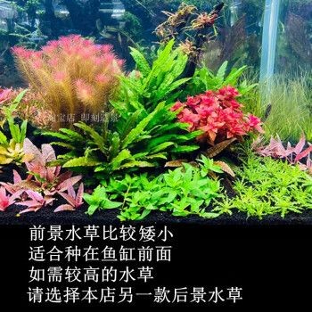 漣木魚(yú)缸：漣木魚(yú)缸與其他材質(zhì)對(duì)比漣木魚(yú)缸的日常維護(hù)要點(diǎn)