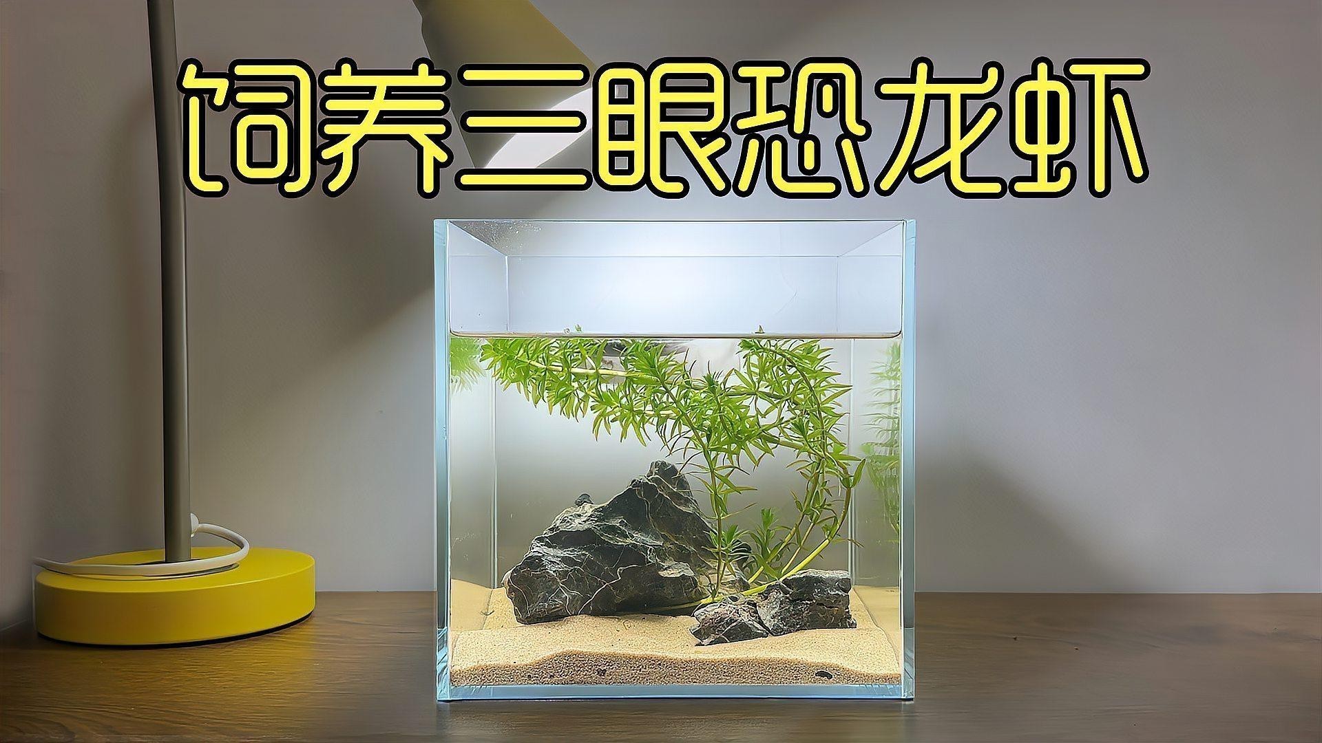 恐龍魚不愛游動就趴在缸底上怎么辦
