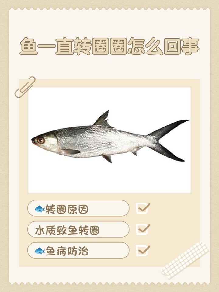 恐龍魚不愛游動就趴在缸底上怎么辦