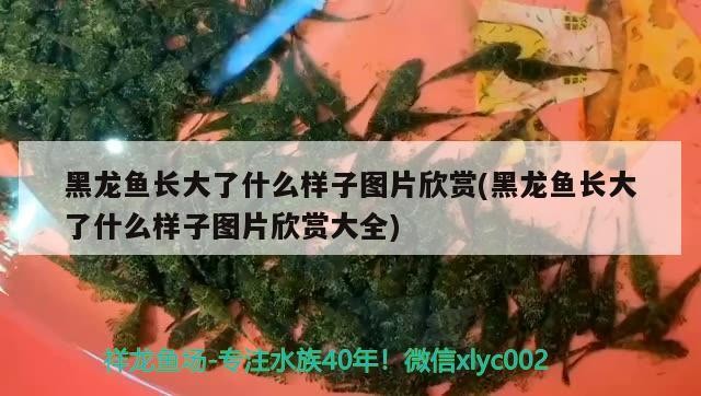 黑龍魚長大了什么樣子圖片欣賞(黑龍魚長大了什么樣子圖片欣賞大全)