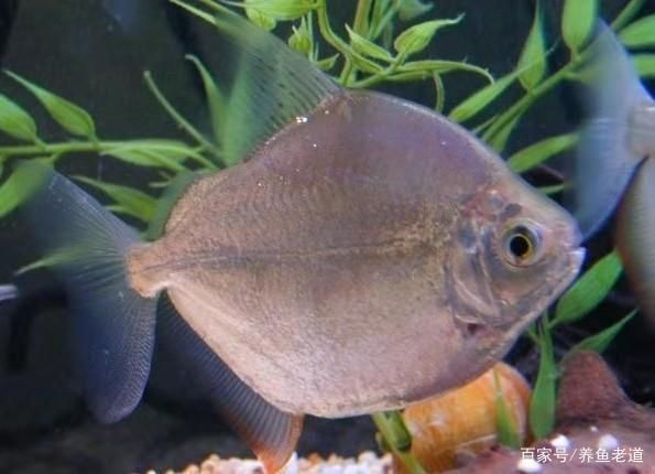 龍魚缸用什么魚清缸好：清潔龍魚缸的魚類種類