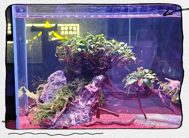 水草燈哪個(gè)牌子實(shí)用又好用