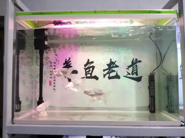如何優化地圖魚的水質管理：地圖魚的水質管理技巧