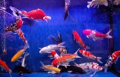 哪種魚缸質(zhì)量好（哪種魚缸質(zhì)量好，適合自己的魚缸品牌，適合自己的魚缸）