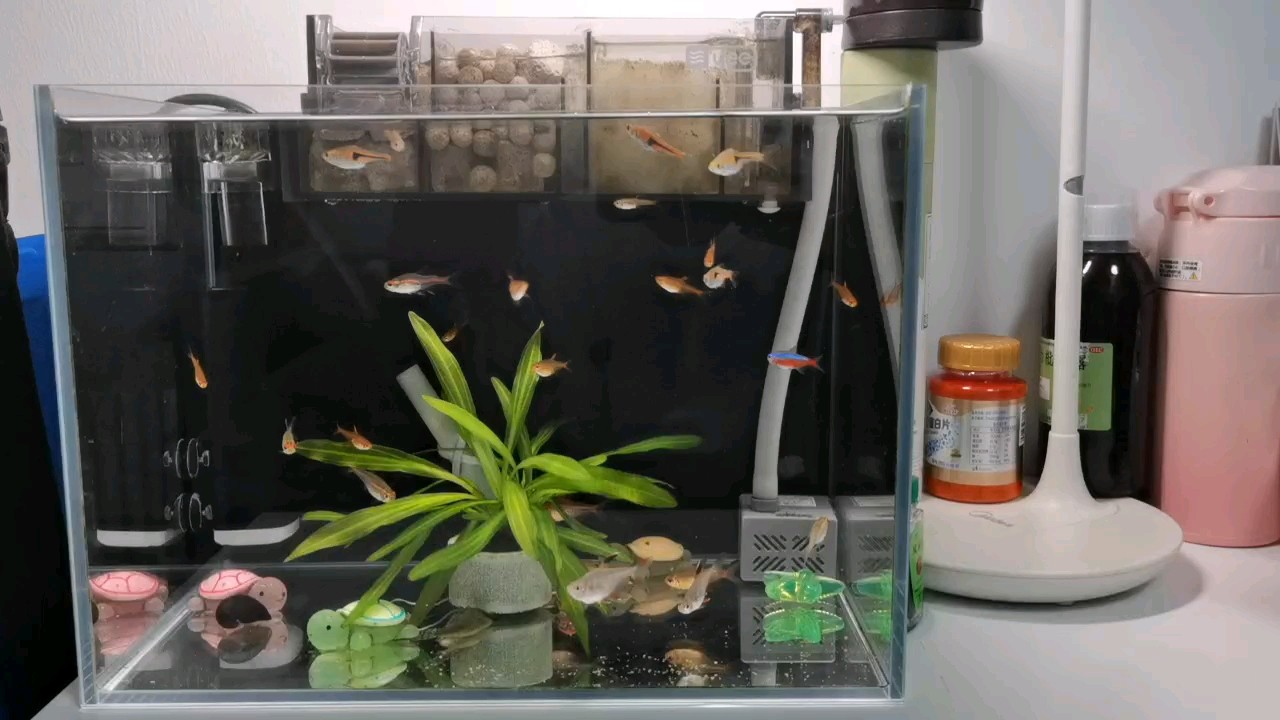 改成草缸？