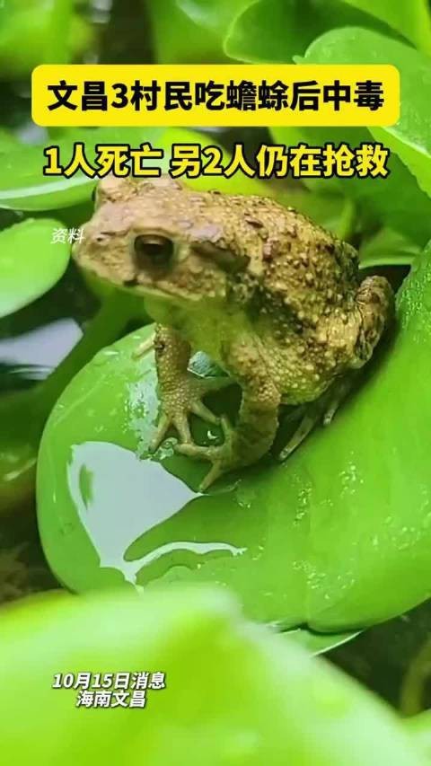海南野生過山龍魚能吃嗎視頻講解 海南野生過山龍魚能吃嗎視頻講解 龍魚百科 第2張