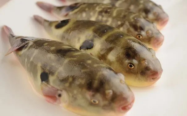 海南野生過山龍魚能吃嗎視頻講解 海南野生過山龍魚能吃嗎視頻講解 龍魚百科 第4張