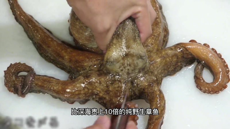 海南野生過山龍魚能吃嗎視頻講解 海南野生過山龍魚能吃嗎視頻講解 龍魚百科 第5張