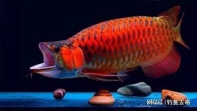 龍魚是金魚嗎還是混血：金龍魚與金魚的價格對比,如何辨別金龍魚的品種？
