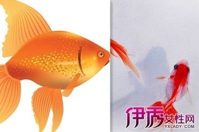 新買的魚缸放魚時間線：新買的魚缸在放魚前需要經過一系列的準備工作