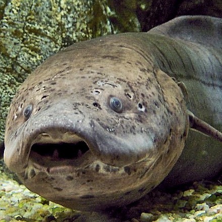 肺魚