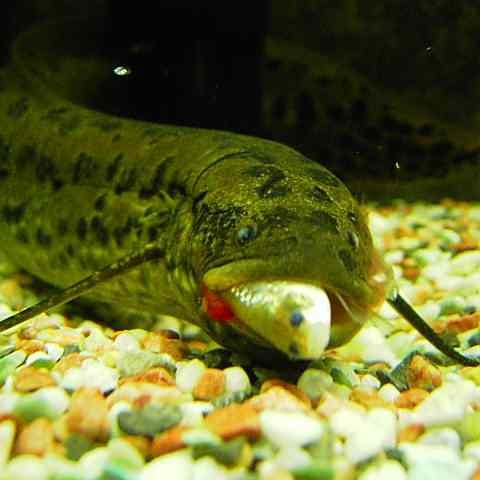 肺魚