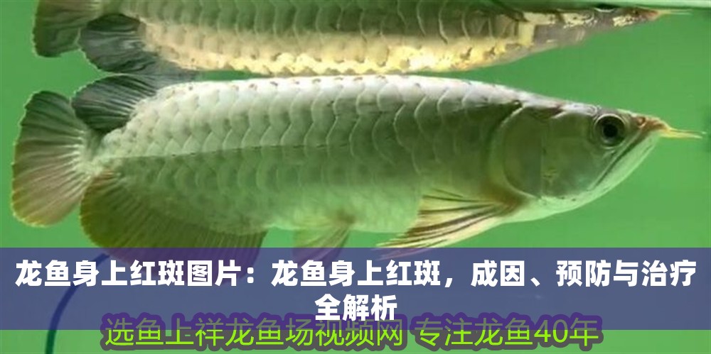 龍魚身上紅斑圖片：龍魚身上紅斑，成因、預(yù)防與治療全解析