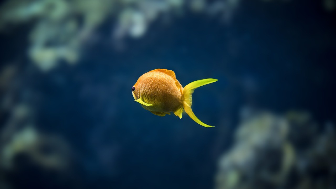 淶源縣水木年華水族館 （淶源縣水木年華水族館電話）