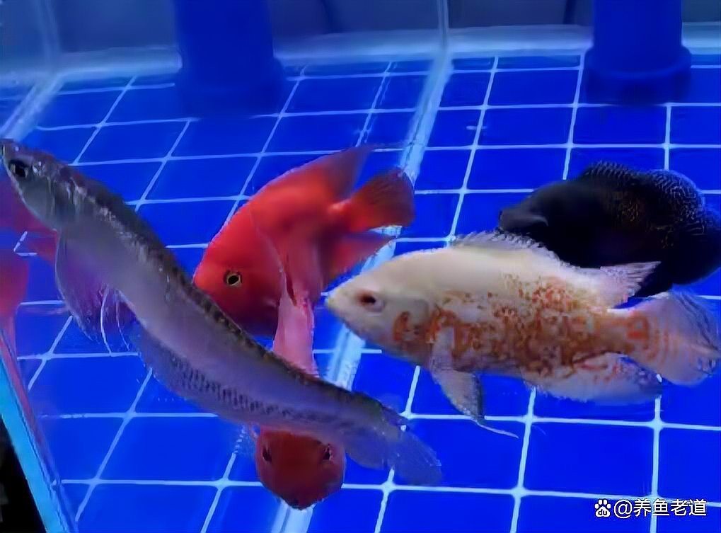 龍魚和龜混養(yǎng)需要多久適應(yīng)？