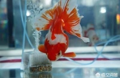 江彩魚缸質(zhì)量怎么樣啊：江彩魚缸價格對比江彩魚缸用戶評價匯總江彩魚缸售后政策詳解