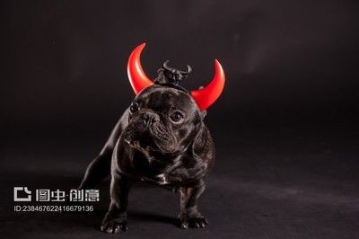 皇冠狗頭和龍魚混養好嗎：皇冠狗頭和龍魚可以混養嗎？