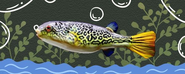 皇冠狗頭和龍魚混養好嗎：皇冠狗頭和龍魚可以混養嗎？