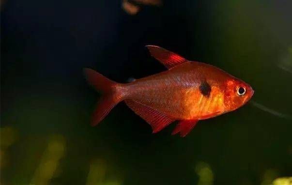 紅尾大勾扯旗魚