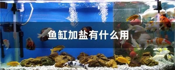 淡水魚(yú)缸如何正確加鹽：如何給淡水魚(yú)缸加鹽