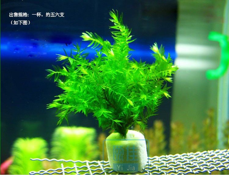 翡翠可以放在魚缸里養魚，但不建議放入魚缸里養魚：翡翠可以放入魚缸里養魚嗎？