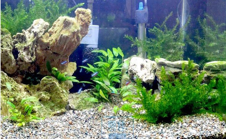 翡翠可以放在魚缸里養魚，但不建議放入魚缸里養魚：翡翠可以放入魚缸里養魚嗎？