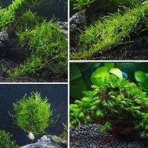 翡翠可以放在魚缸里養魚，但不建議放入魚缸里養魚：翡翠可以放入魚缸里養魚嗎？