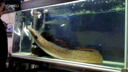 肺魚需要多大的魚缸（關于肺魚的一些建議）