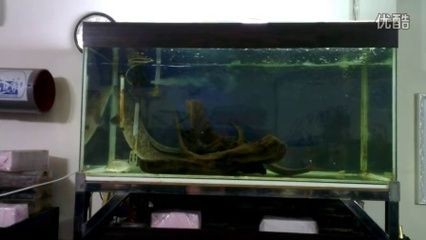 肺魚需要多大的魚缸（關于肺魚的一些建議）