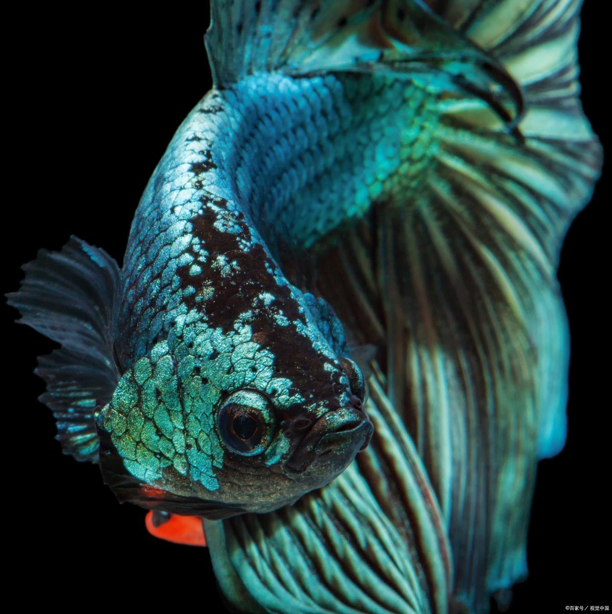 附近二手魚缸500元以下 附近二手魚缸500元以下 龍魚論壇 第2張