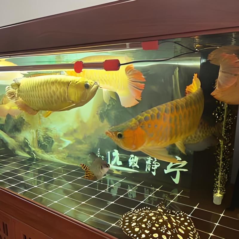 金龍魚騎士哥有沒有官方賬號？