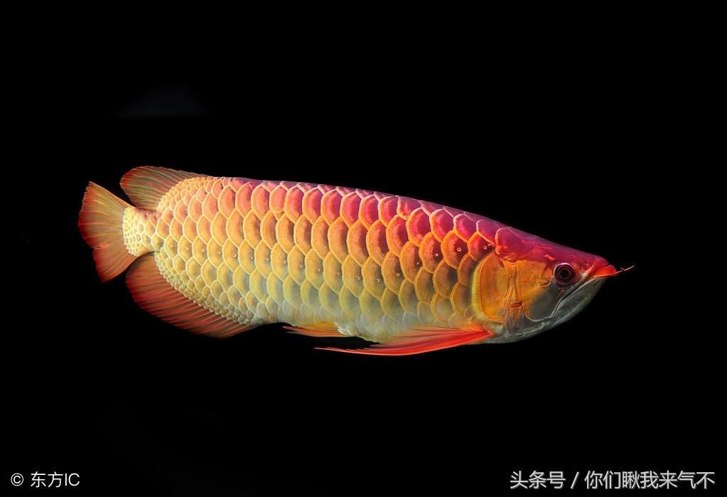 金龍魚成體多大:金龍魚的成體體長一般在40至50厘米之間能長多大 龍魚百科 第5張 金龍魚成體多大:金龍魚的成體體長一般在40至50厘米之間能長多大 金龍魚成體多大:金龍魚的成體體長一般在40至50厘米之間能長多大 龍魚百科 第5張