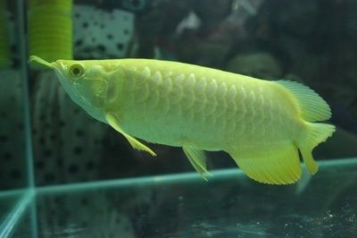 金龍魚成體多大:金龍魚的成體體長一般在40至50厘米之間能長多大 龍魚百科 第1張 金龍魚成體多大:金龍魚的成體體長一般在40至50厘米之間能長多大 金龍魚成體多大:金龍魚的成體體長一般在40至50厘米之間能長多大 龍魚百科 第1張