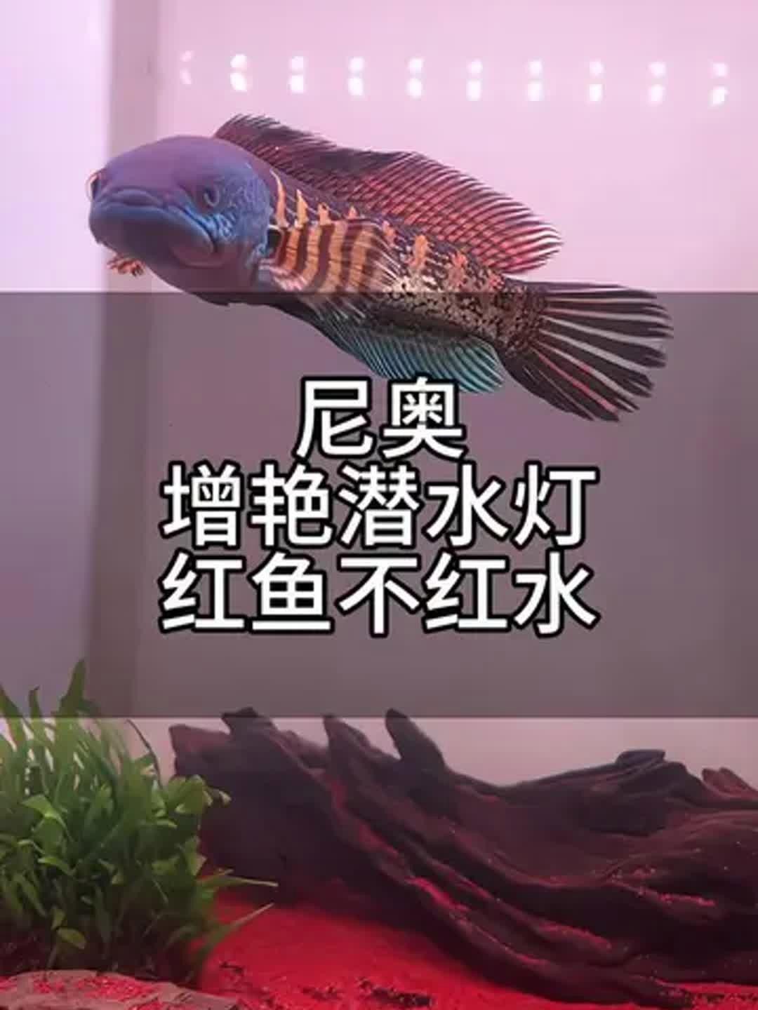 推薦幾款適合龍魚缸的潛水燈品牌
