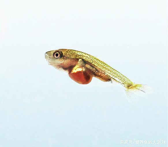 魚在魚缸里產卵能活嗎 魚在魚缸里產卵能活嗎 龍魚論壇 第2張